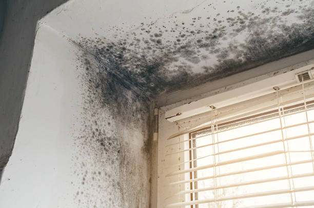 Affordable Basement Mold Removal solutions in Framingham, MA